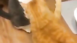Funny video