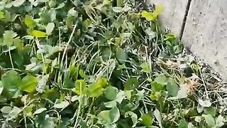 Baby bunny screaming after being from hungry