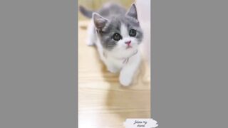 Cute Cat(Tiktok)