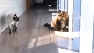 Frightening Ninja cat