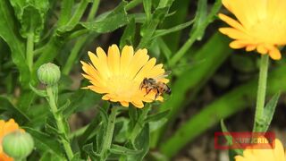 Bee So Cute And Beautiful