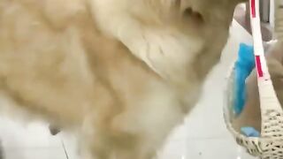 Caring dog for his baby