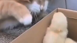 cute and chicken cute