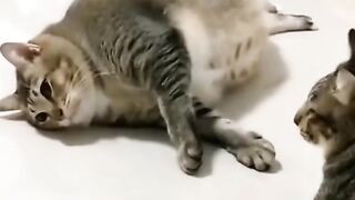 cute fat cat
