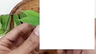 Kasiat daun belimbing
