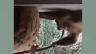 Video lucu terbaru Bikin tertawa ngakak