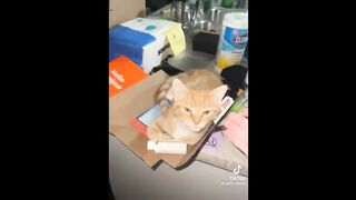 Funny cats