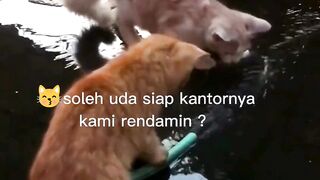 Kucing lucu