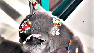 funny cat videos - part 1