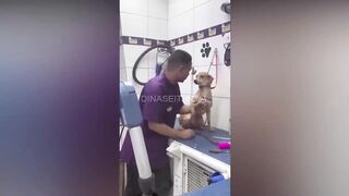 ஊசிக்கு பயந்து நாய் செய்த செயல்... வைரலாகும் வீடியோ
