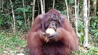 Orangutan Husks Coconut.mp4