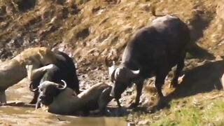 30 Times Animals Messed With The Wrong Opponent