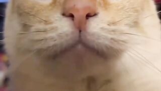 Kucing Lucu Lagi mainin kamera HP