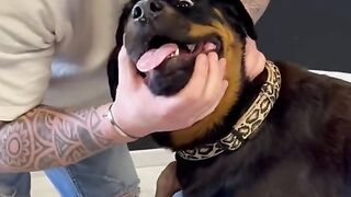 The Dog and the Chiropractor