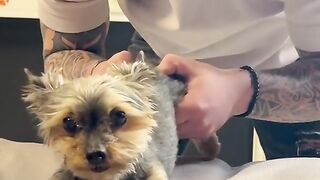 Dog chiropractic