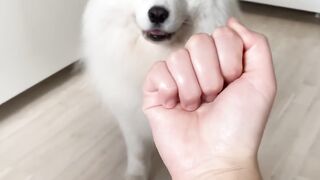 My dog has pure heart funny video