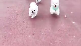 Cute and funny Pomeranian video