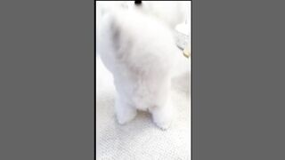 Cute Dog (TikTok)