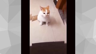 Most Popular Funny Cat Compilation 1