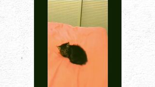 Most Popular Funny Cats Compilation 2