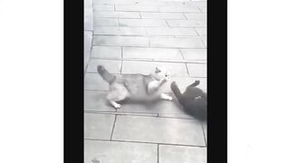 Most Popular Funny Cat Compilation 3