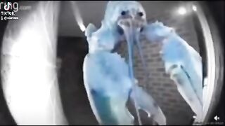 Blue lobster