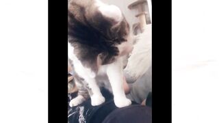 Most Popular Funny Cats Compilation 4
