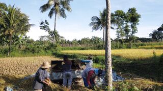 Musim Panen Padi