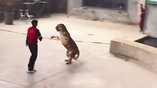 Tiger viral video ???? ???????? viral video 2022