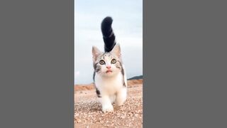 cute cat (tiktok)