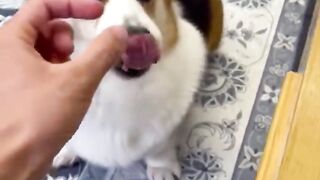 Funniest Cats and Dogs