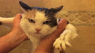 Funny videos - Best funny cats / Dogs / Videos November 2022