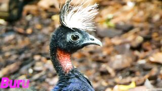 very beautiful peacock