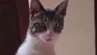 Don't laugh for animal????????????