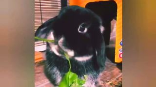 New Funny 3