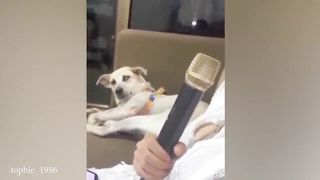 When Dogs Go On A Rampage!! ????FUNNIEST Dog Videos 2023