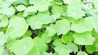 #How to grow nasturtium from seeds