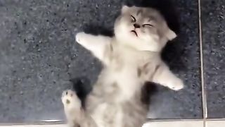 deep sleep kitten