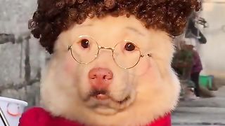 What an amazing dog 2