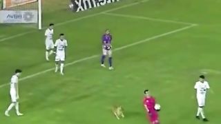 Football game live streaming icc world cup cricket team sports