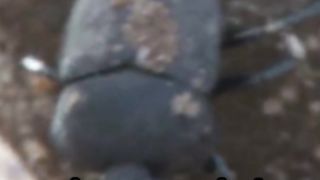 Dung Beetles: Nature's Tiny Titans