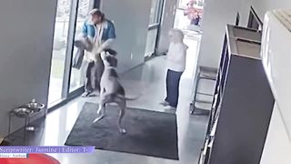35 Hero Animals That Saved Human Lives 2