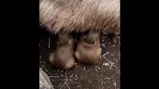 Cute Baby Animals Videos Compilation | Funny and Cute Moment of the Animals #5 - Cutest Animals 2023
