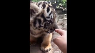 Cute Baby Animals Videos Compilation | Funny and Cute Moment of the Animals #2 - Cutest Animals