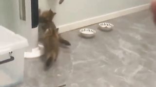 FUNNY CATS and DOGS ???????? CRAZY, AMAZING, SMART ANIMALS ???? New Funniest Videos ????