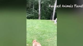 New Funny Animals ???? Funniest Dogs And Cats Videos 2023???????? #8