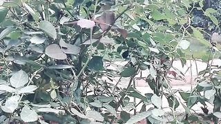 گلاب کی شناخت