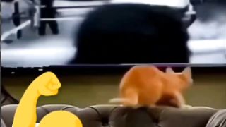 This cat is crazy mind