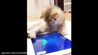 Funny cat 247