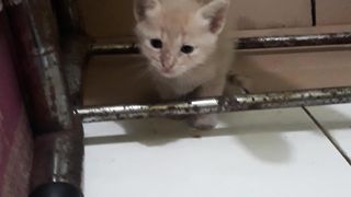Baby cat 4